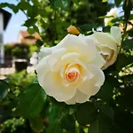 Rita